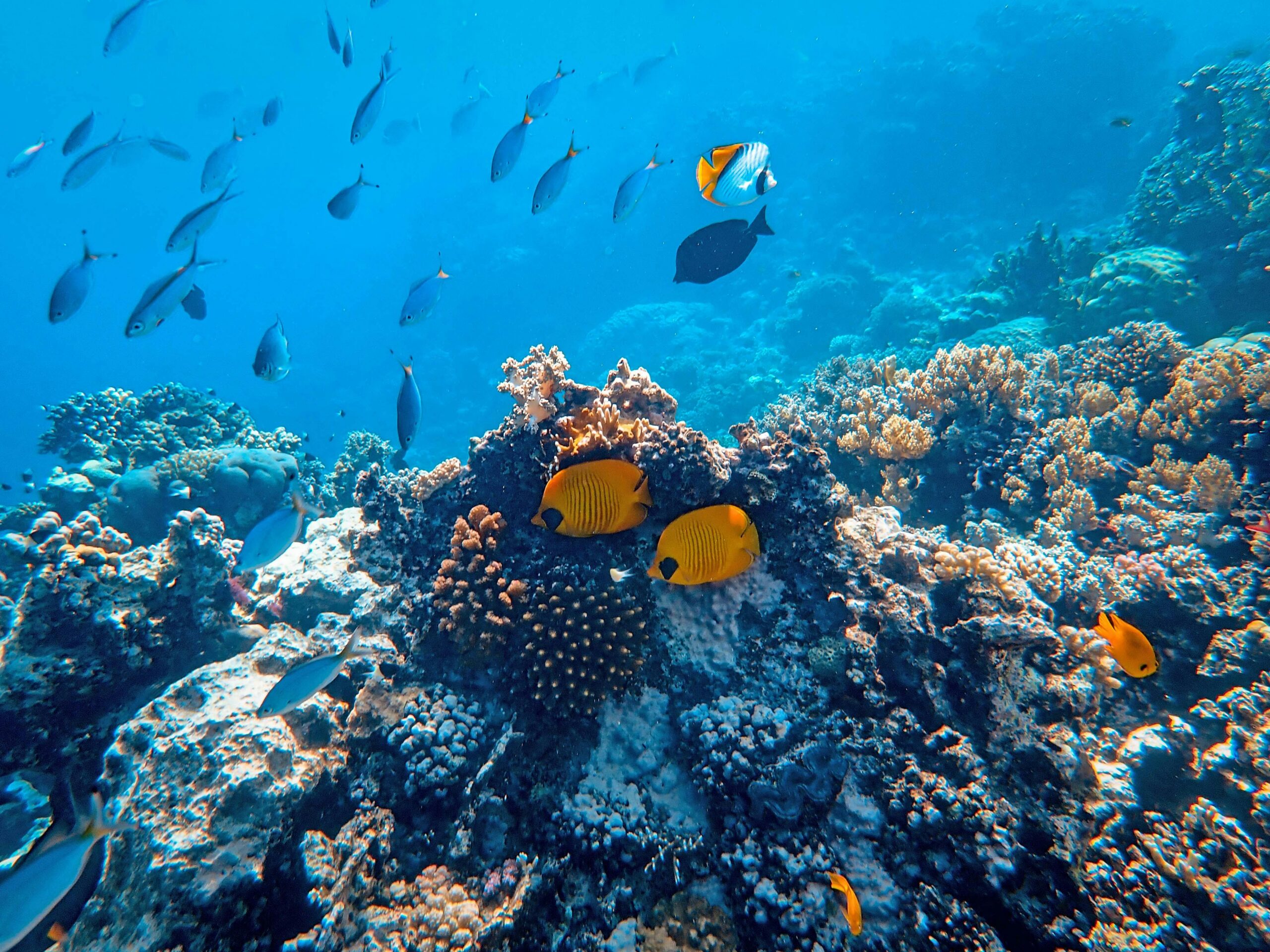 Diving